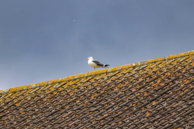 birds affect solar panels