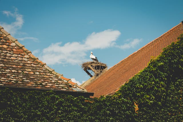 Nidificación de aves en instalaciones solares