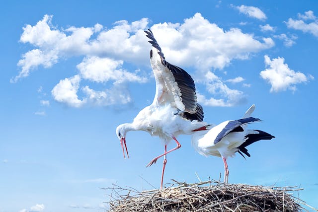 bird nesting in solar installations