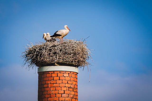 birds and solar panels