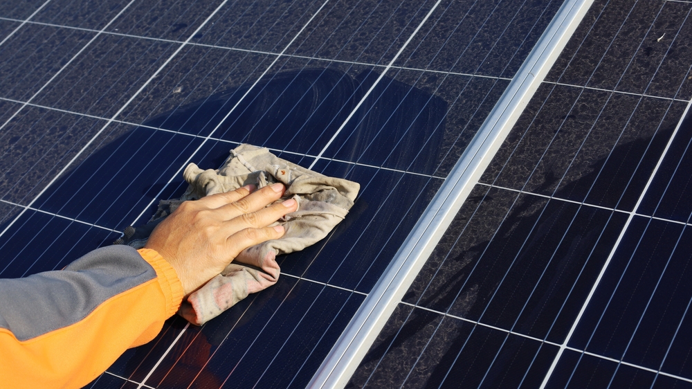 solar panels and birds