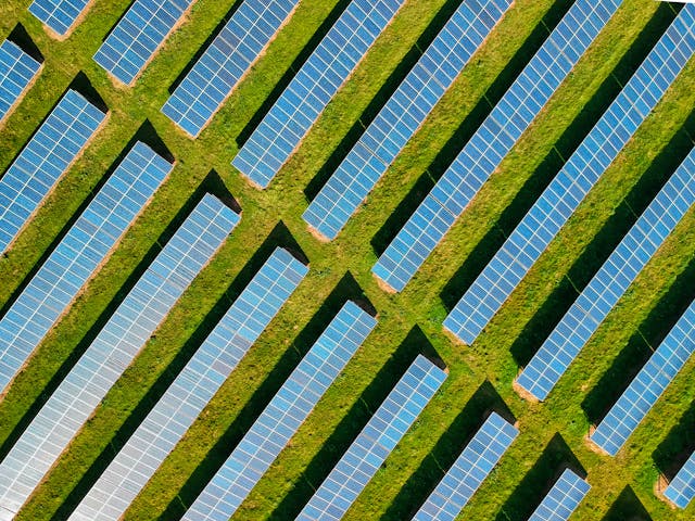 pigeon problems on solar panels