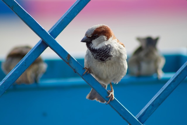 Limpie las heces de los pájaros de los paneles solares