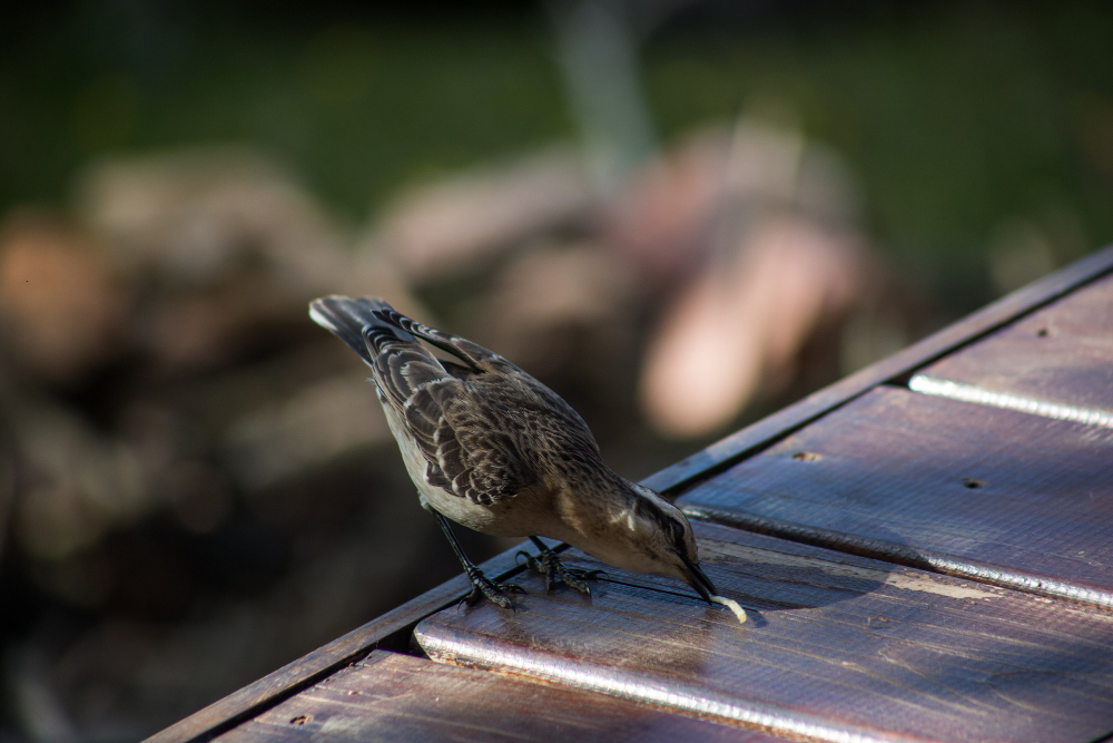 solar panel bird protection