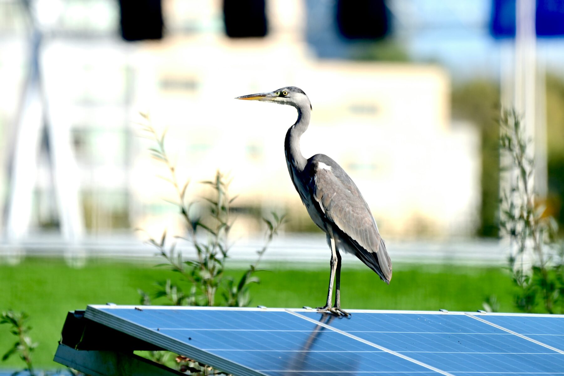 bird protection solutions in urban areas